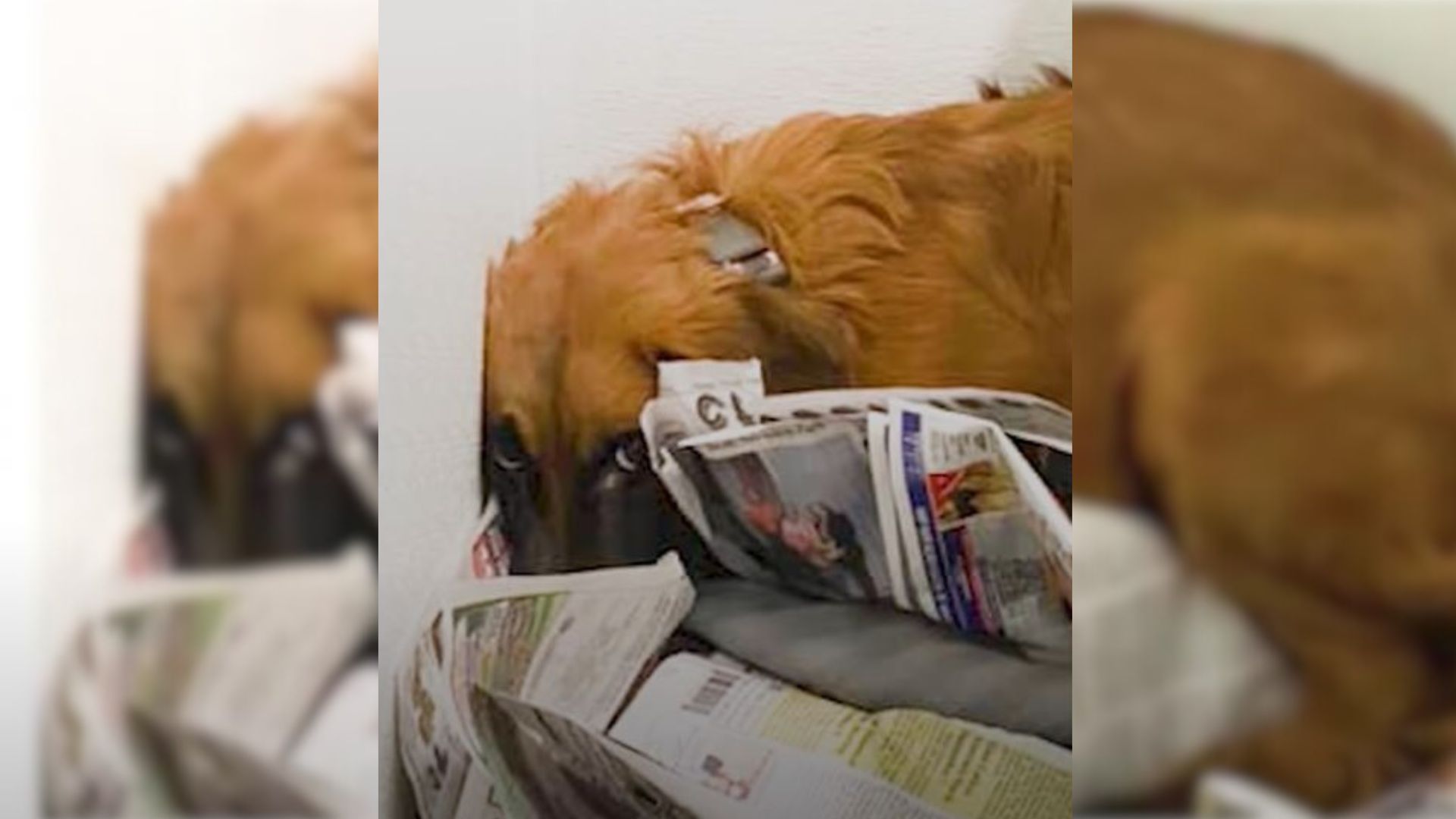 frightened shelter dog