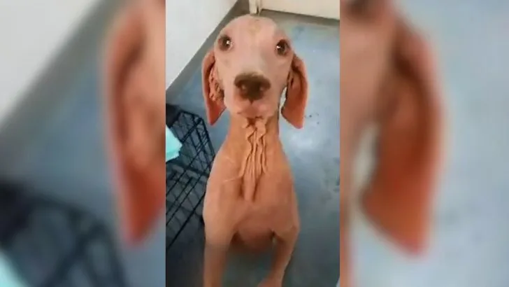 Furless Dog Transforms Into An Adorable Princess After Being Rescued