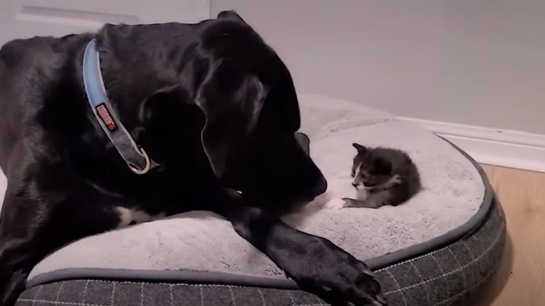 dog and a kitten