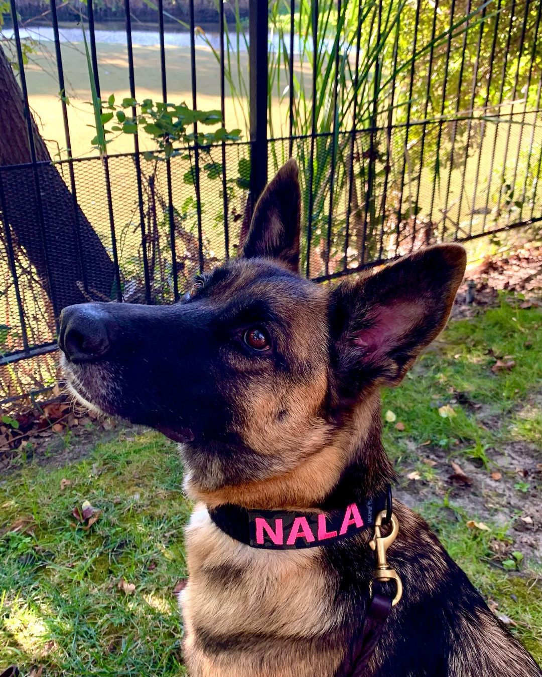 German Shepherd sitting outside while wearing necklace