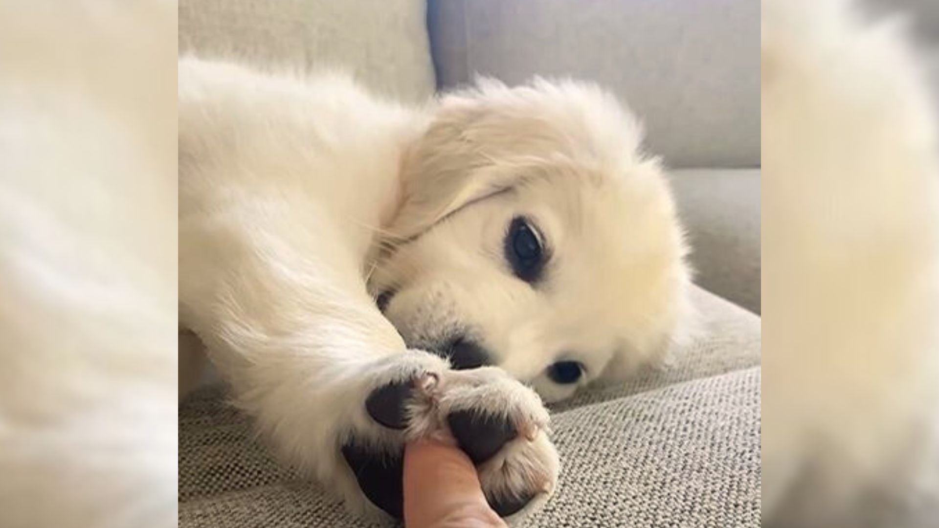 golden retriever pup holding mom's finger