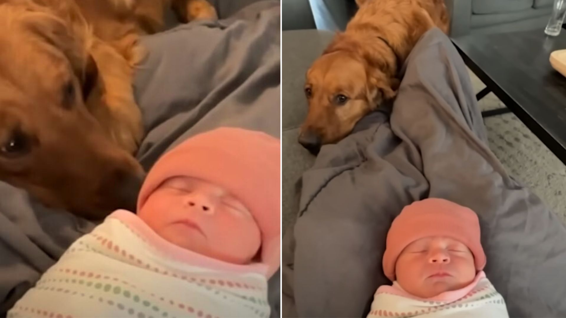 dog and its new friend, baby