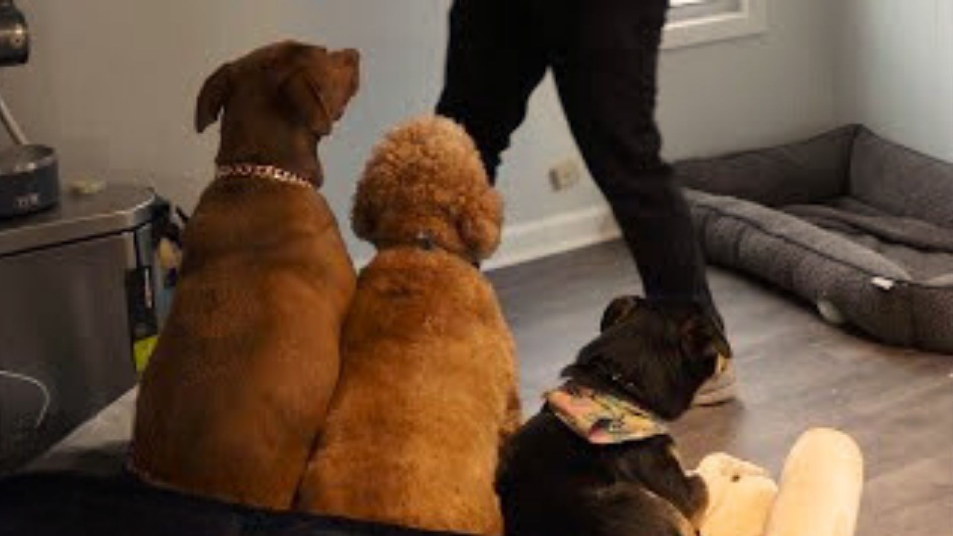 Ohio Man Adopts A Pup To Surprise His Goldendoodle, But Then Something Even More Surprising Happened