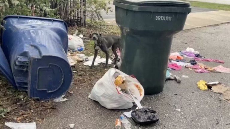 dog standing next to trash