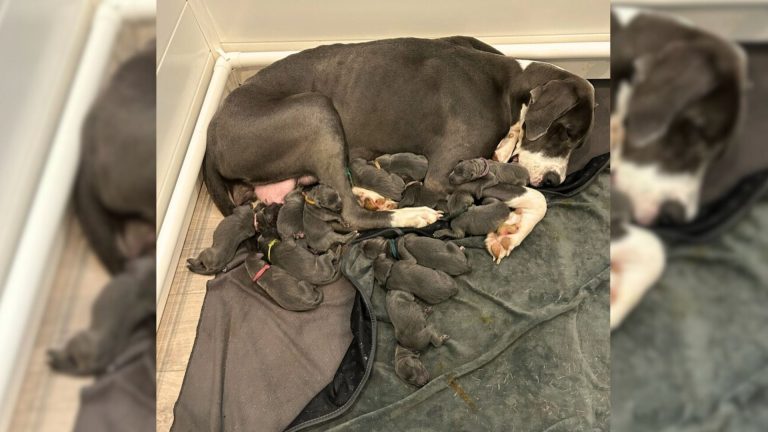 great dane with big litter