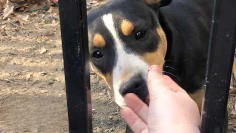 Growling Stray Pup Falls In Love With The Human