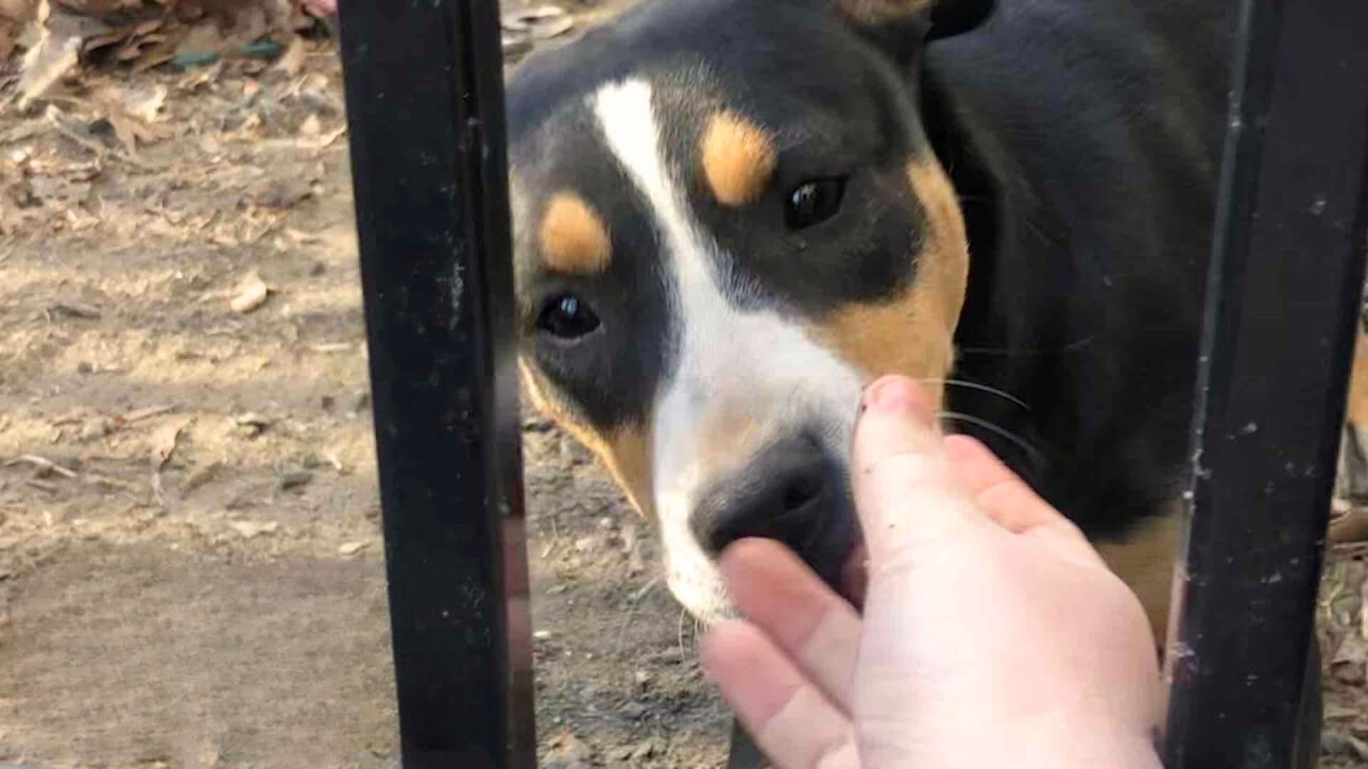 Growling Stray Pup Falls In Love With The Human Who Gained Her Trust