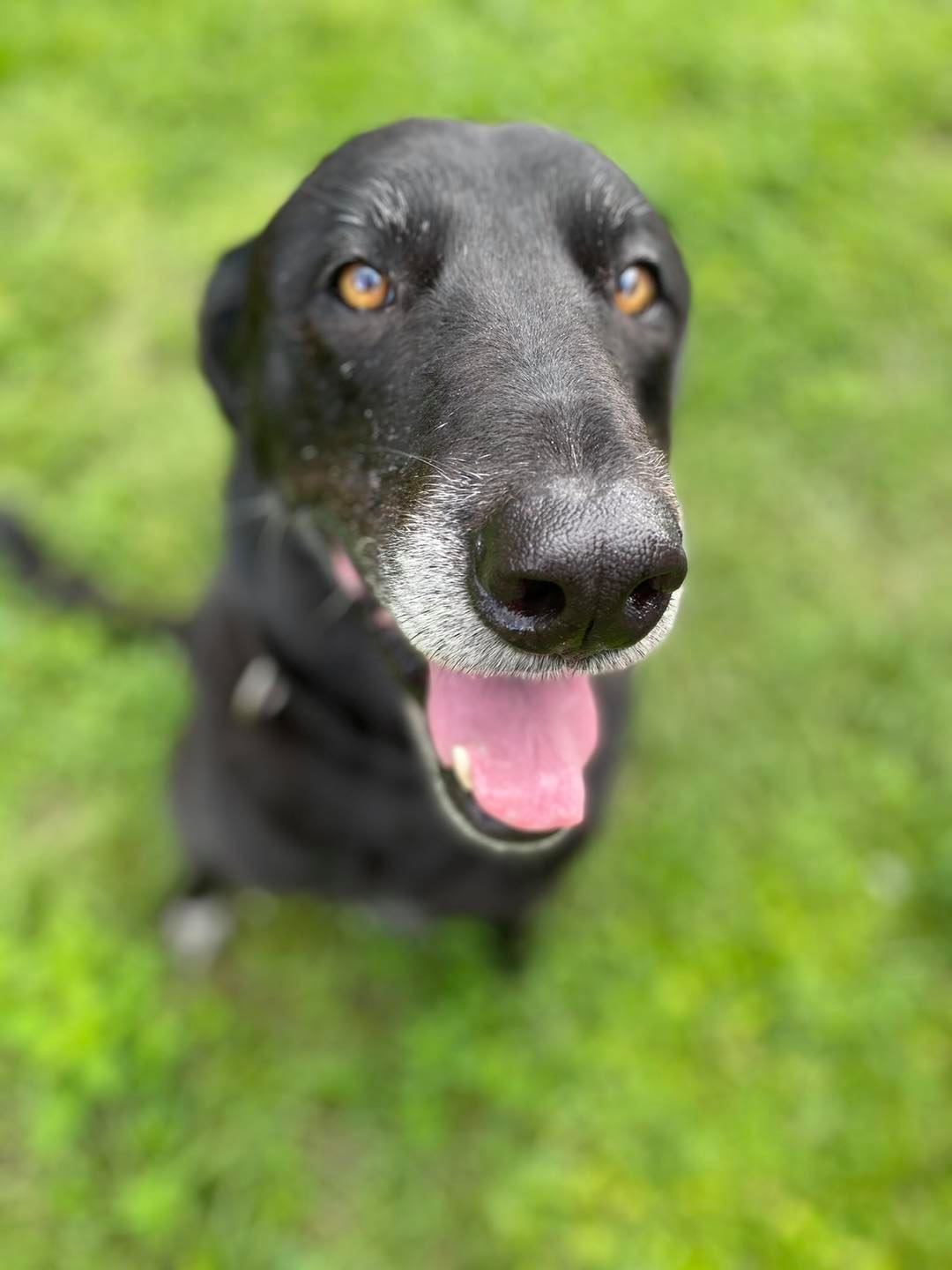 Happy black dog