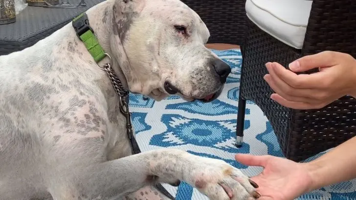 Heartbroken Dog Found Next To Deceased Owner Melts Into His New Momma’s Arms