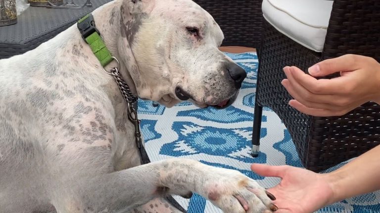 Heartbroken Dog Found Next To Deceased Owner