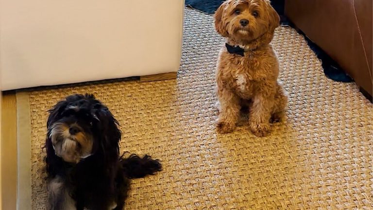 cavapoo waits for girlfriend