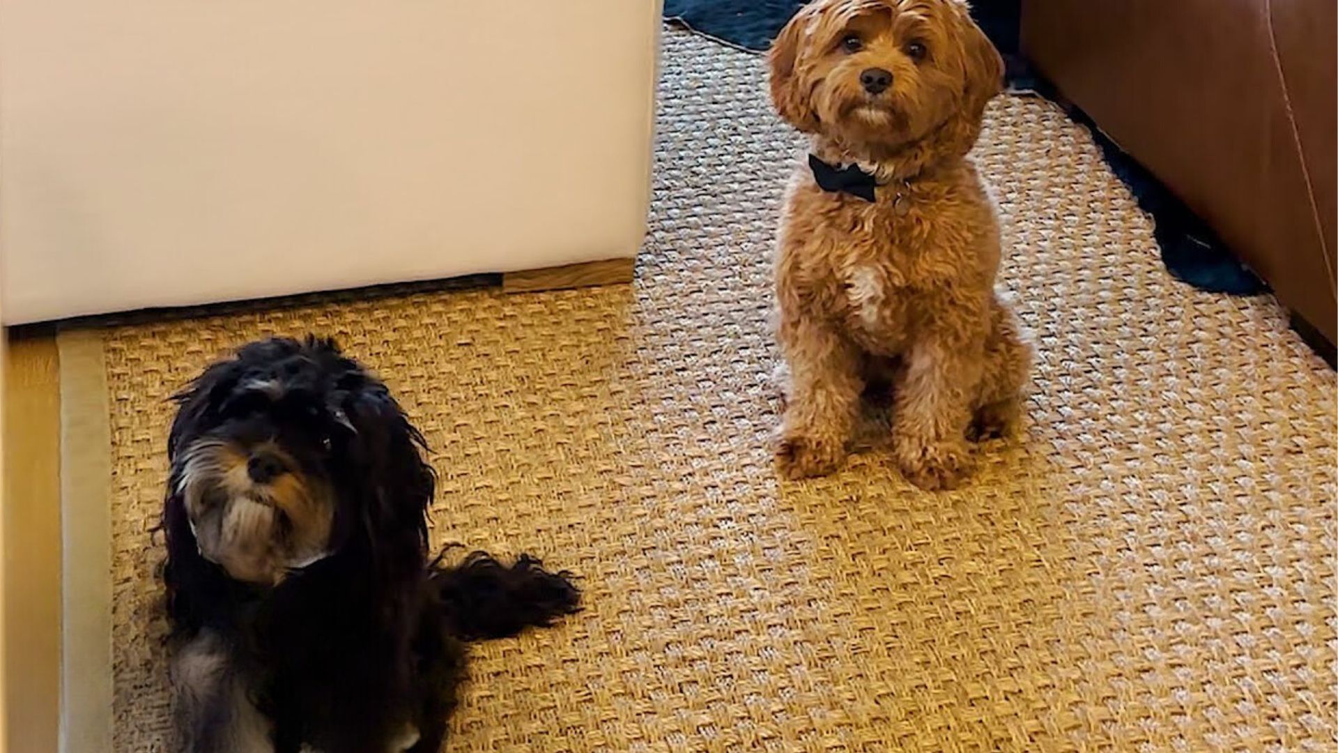 cavapoo waits for girlfriend