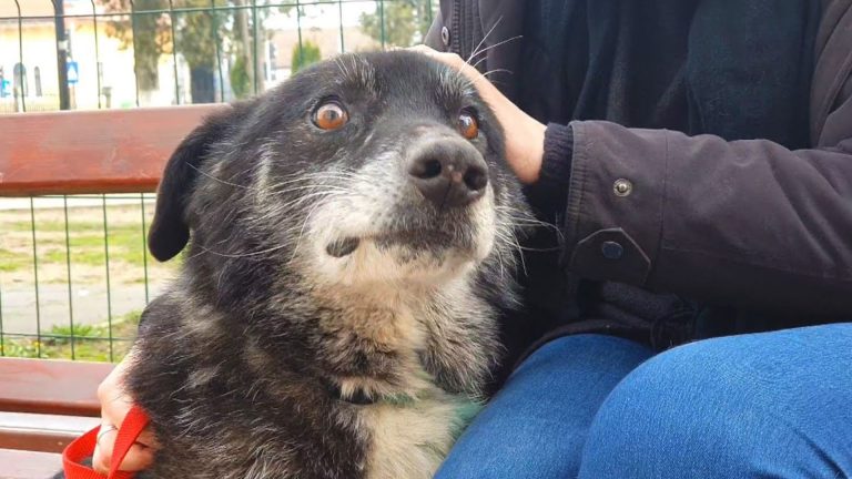 guy petting the dog