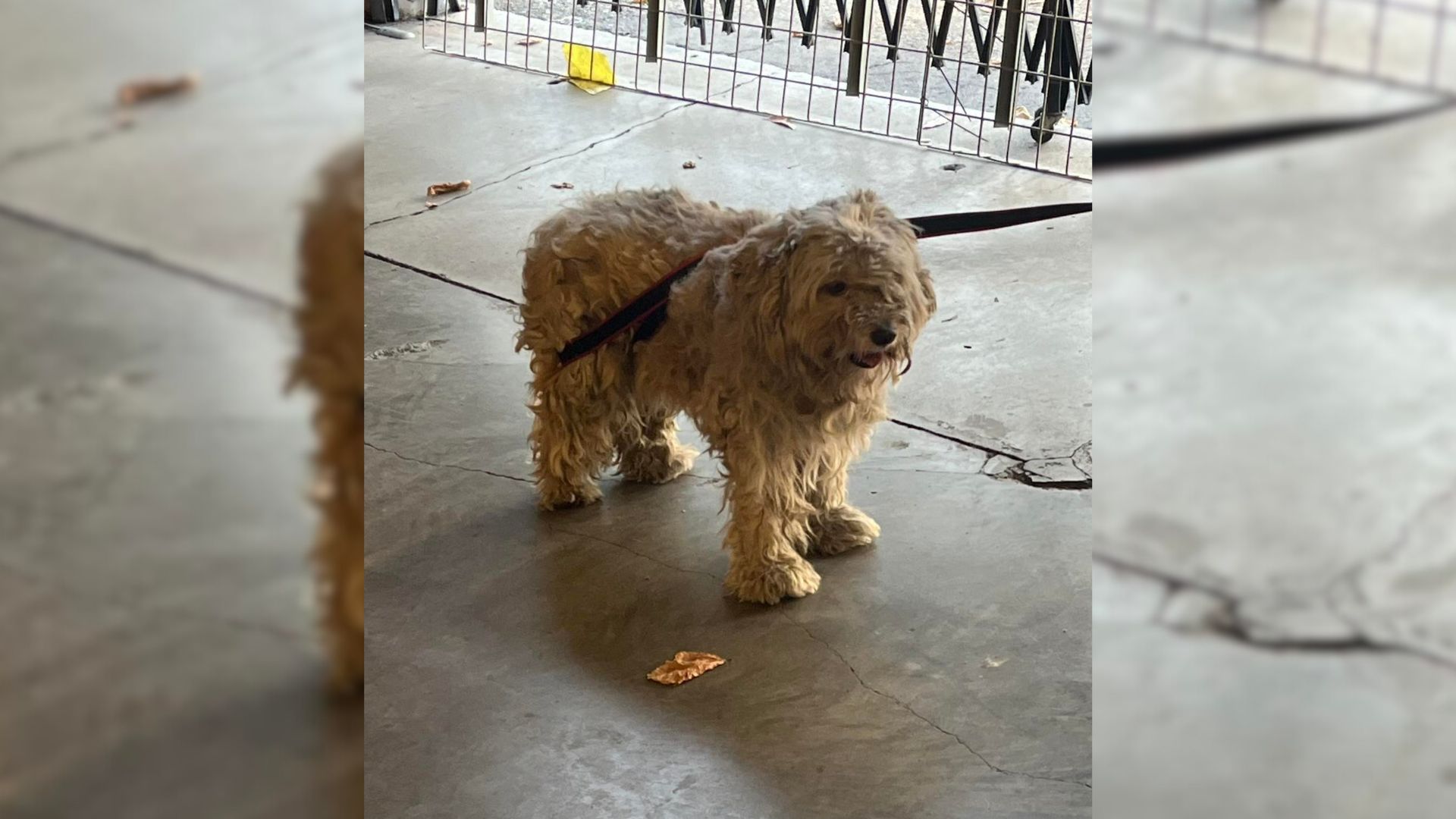 Homeless Dog Who Waited Months To Be Rescued