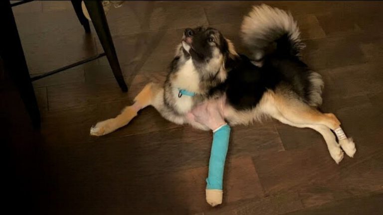 dog with his leg injured