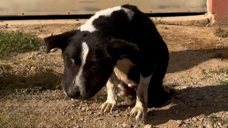 photo of injured stray dog