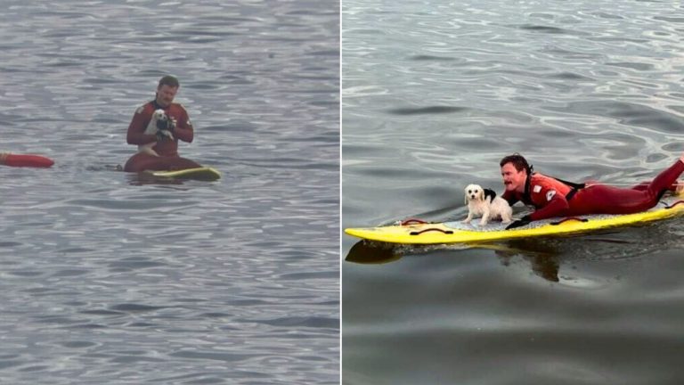 lifeguard helping tiny dog
