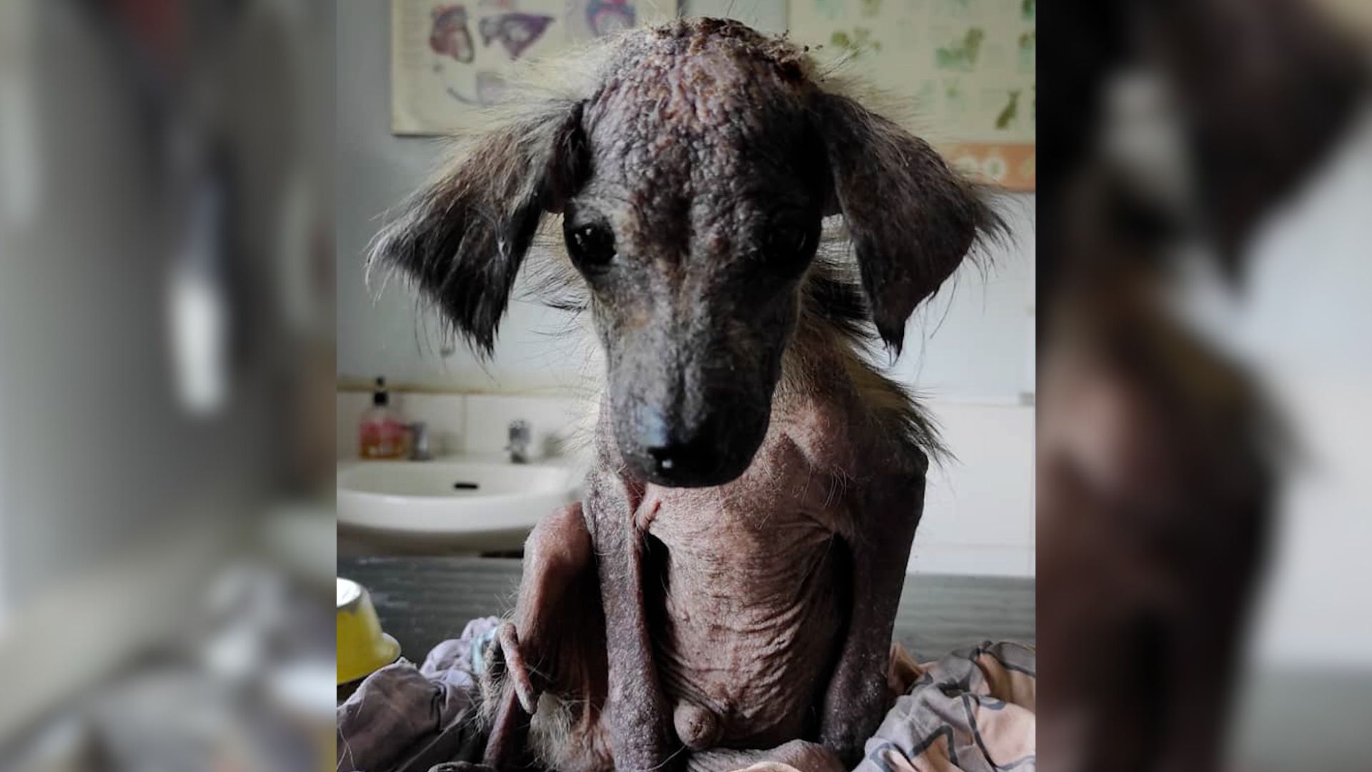 photo of a puppy in a bad condition