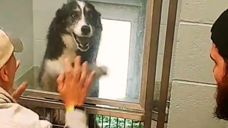 the dog shows happiness after seeing its parents