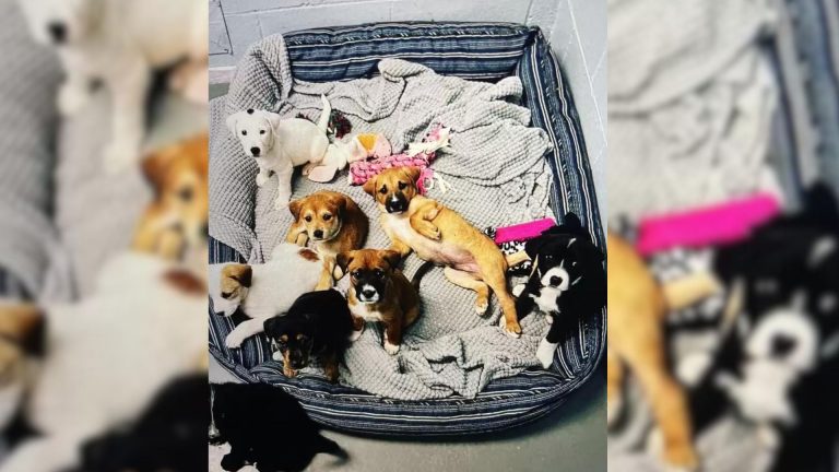 photo of puppies in dog bed