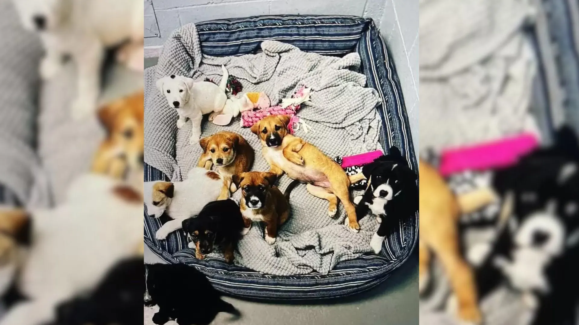 Mama Dog And Her Eight Puppies Reconnect One Year After A Dramatic Rescue