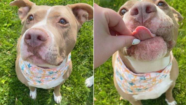 cute mama dog
