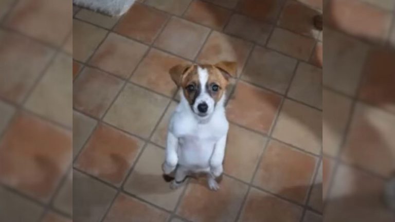 photo of a sad puppy
