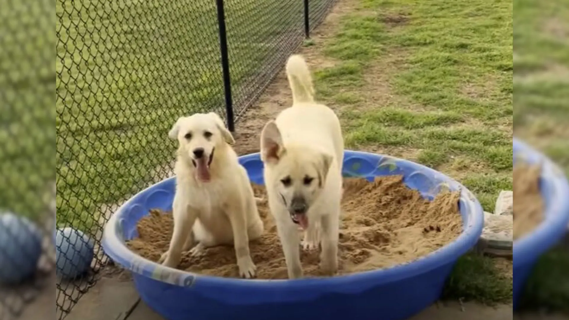 two dogs playing in the yard