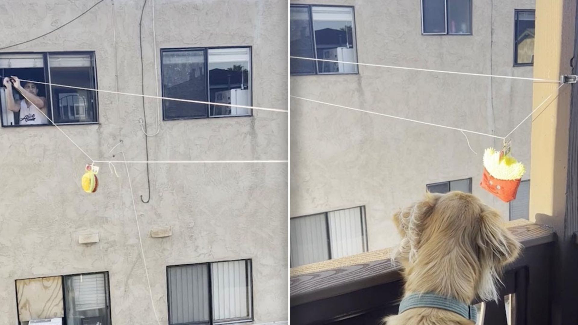 Watch This Golden Retriever Receiving Treats In The Most Ingenious Way