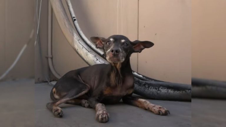 Old, Scared Dog Was Hiding From Everyone