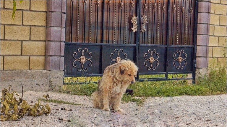 dog in the street