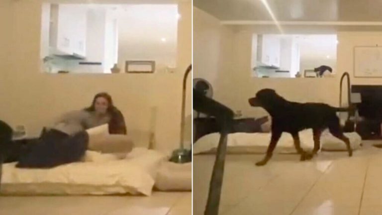 dog playing with owner
