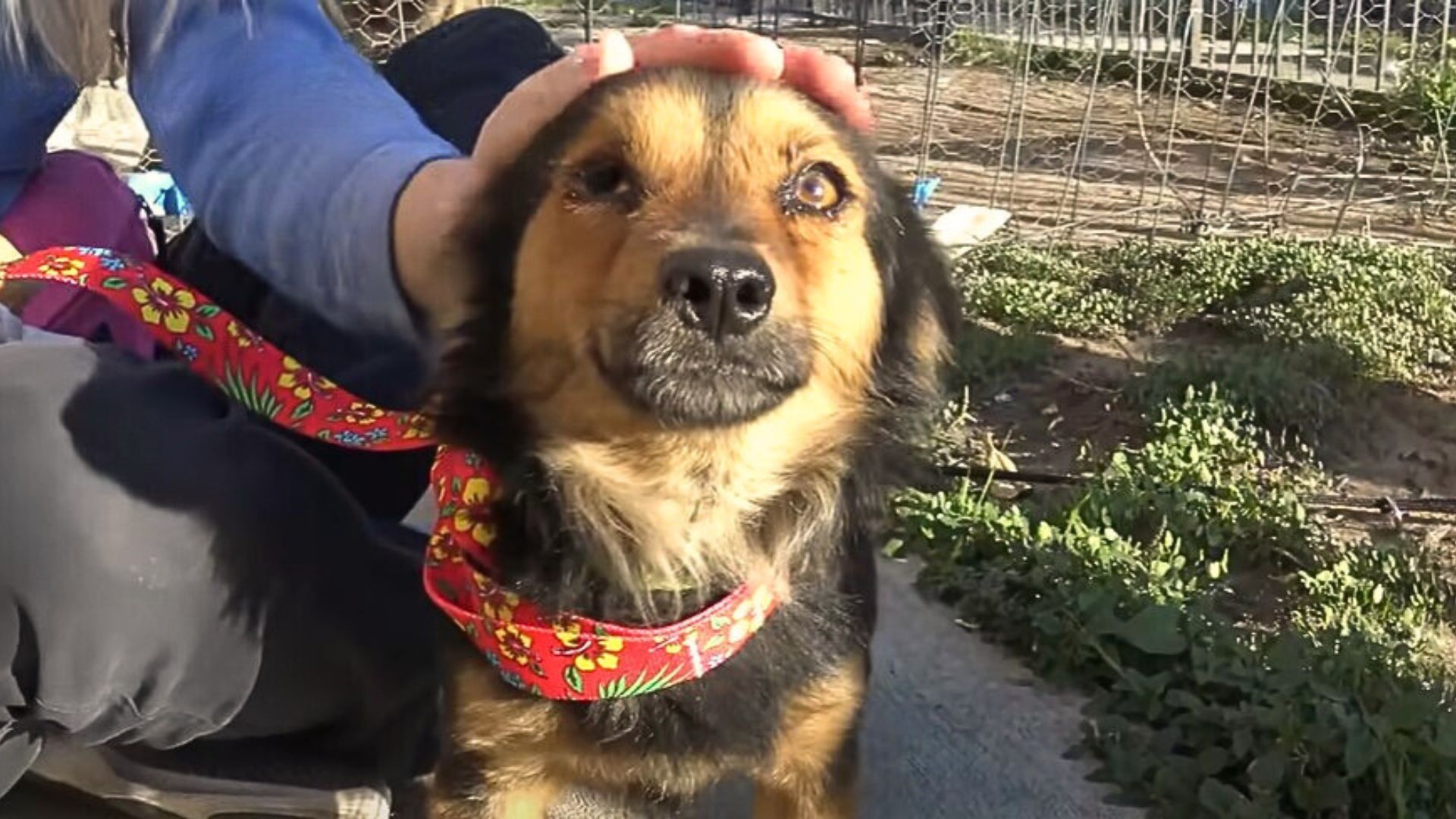 Lost Dog Finds The Perfect Home After His Old Owner Refuses To Take Him Back
