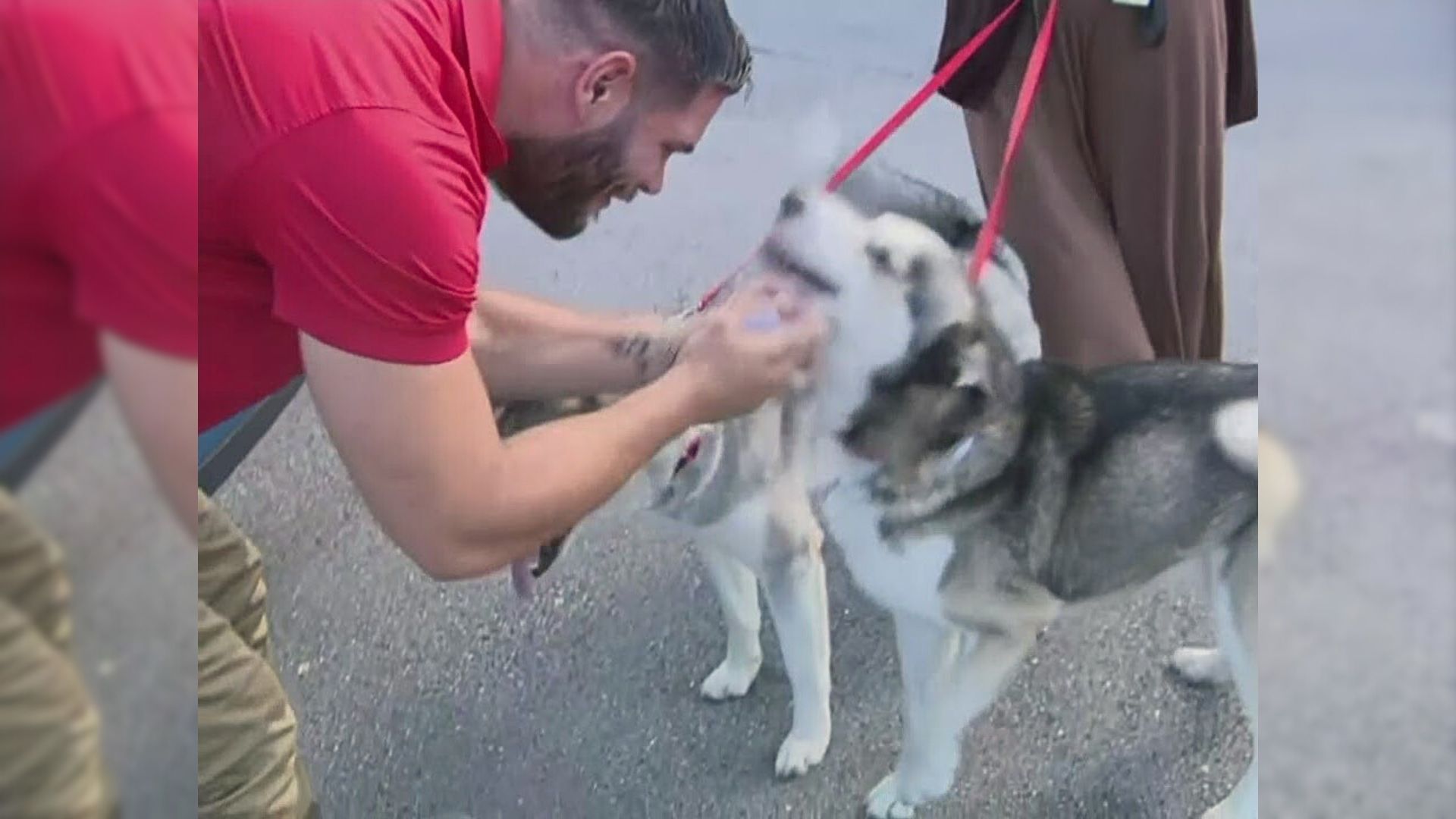 Owner Reunites With His Missing Pups