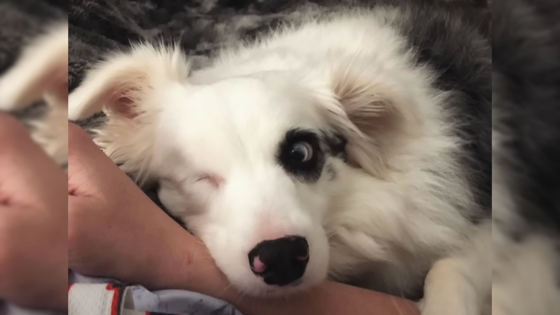 photo of a blind dog