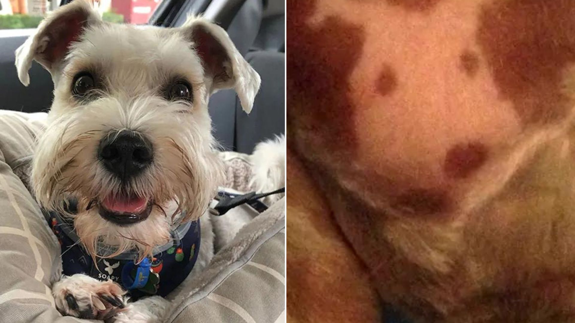 dog with his face portrait on chest