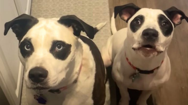 dogs that looks like panda