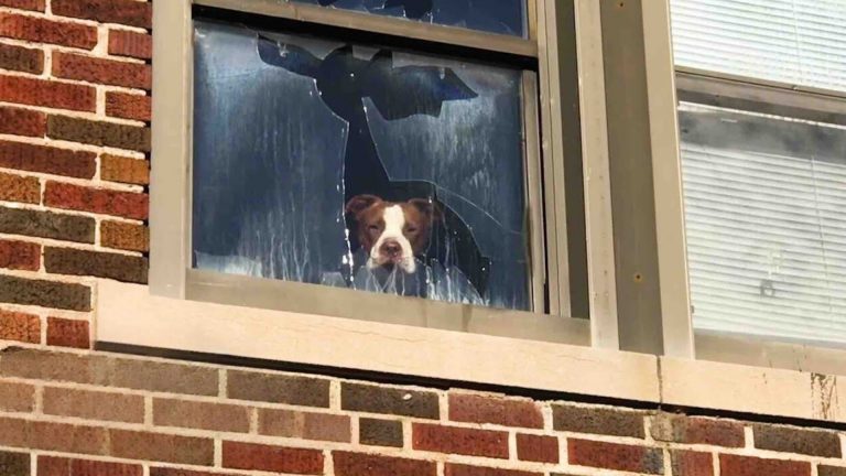 Pit Bull Trapped In An Abandoned School For Days