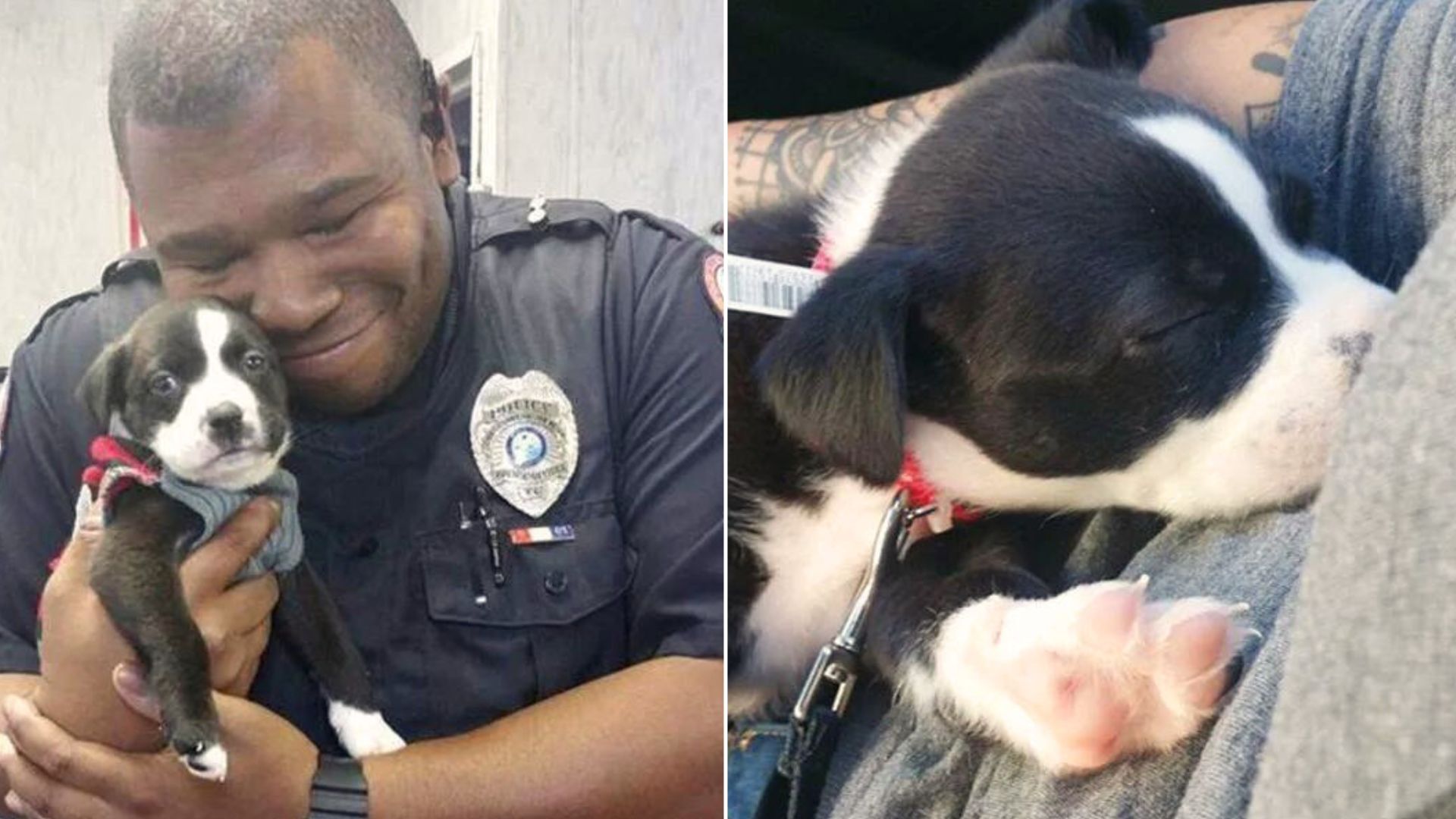Police Officer “Arrests” An Adorable Puppy After A Routine Call At An Animal Shelter