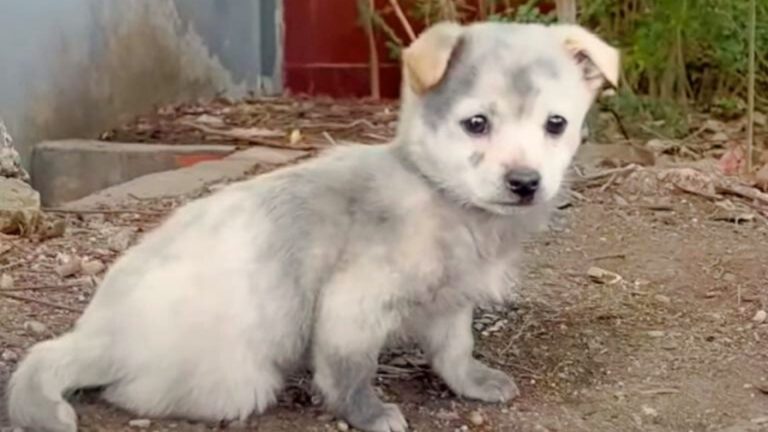 cute grey puppy laying outside