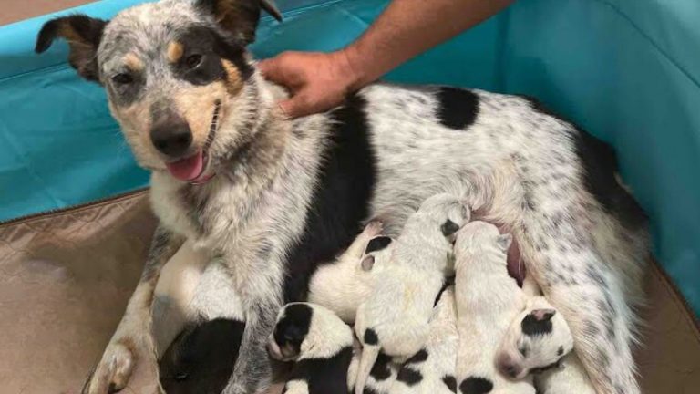 dog feeding her puppies