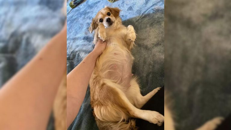 pregnant brown dog