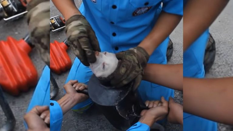 people helping dog stuck in exhaust pipe