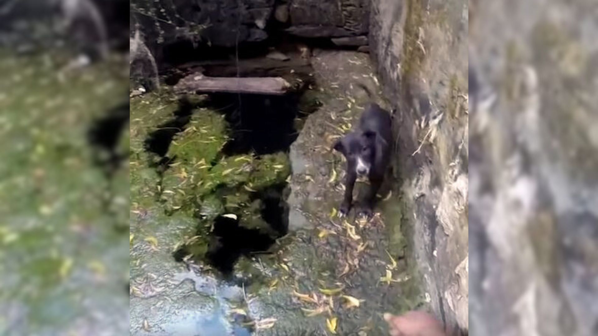 Puppy Saved From An Abandoned Well Surprises Everyone With A Heartmelting Reaction