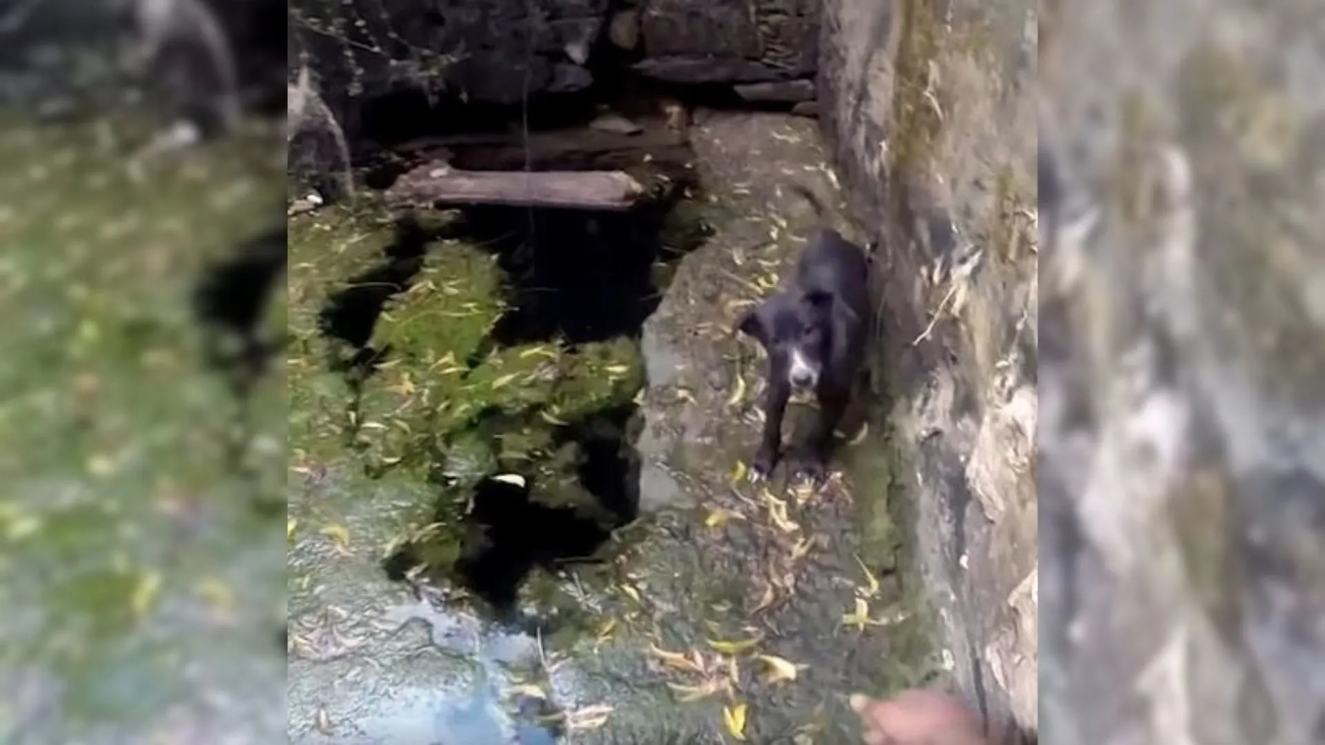 dog in a well