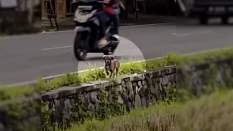 puppy on the road