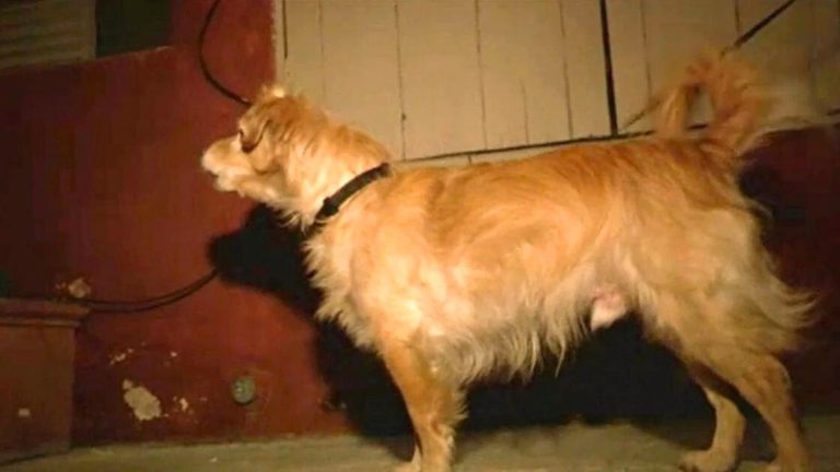 dog saves his owner with barking