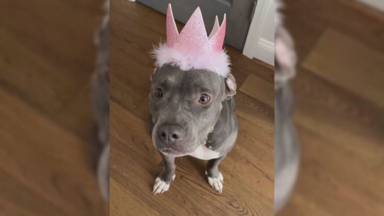 dog in cosplay of the princess