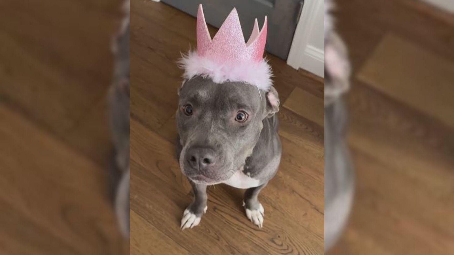 Rescue Dog Is Treated Like A Princess After Being Dumped By A Bad Breeder