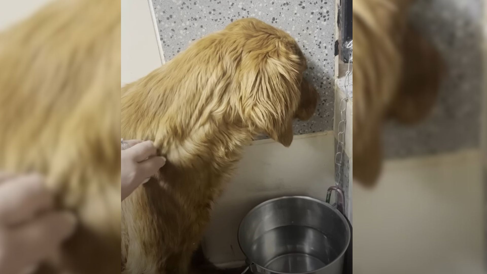 dog looking into the wall